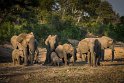 031 Timbavati Private Game Reserve, olifanten